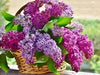 Aromatherapy Spray
